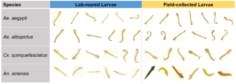 Lab-reared larvae vs. Field-collected larvae